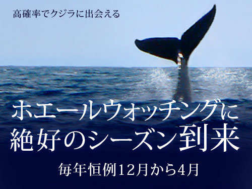 オアフ島にクジラが来る季節