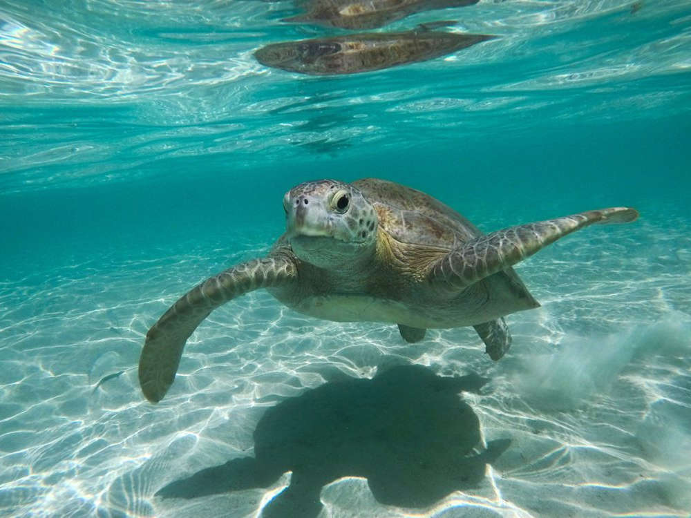 ハワイで泳いだり、シュノーケル中などでもよく見かけるHONU（アオウミガメ）